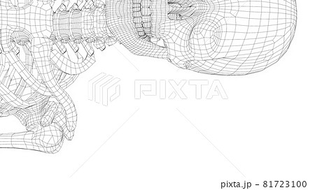 Human skeleton. Vector 81723100