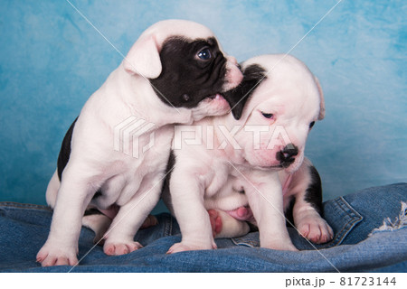 Two funny American Bullies puppies on blue jeans background 81723144