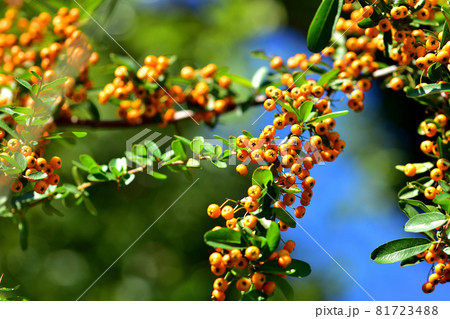 四季の森公園・ピラカンサス（トキワサンザシ） 81723488
