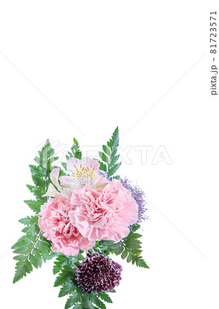 花束　カーネーション　花　贈り物　お礼　多年草 81723571