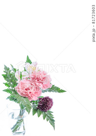 花束　カーネーション　花　贈り物　お礼　多年草 81723603