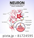 neuronal structure and signal transmission, medical poster 81724595