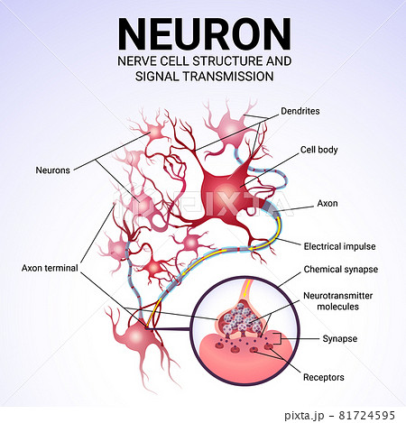 neuronal structure and signal transmission, medical poster 81724595
