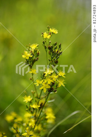 弟切草(おとぎりそう) 81724893