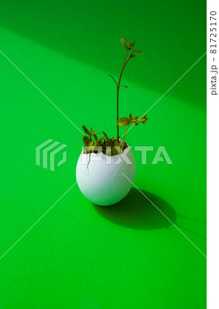 Fresh micro greens. Microgreens of arugula and cress grow in white egg shell. Sprouts. Seedlings without plastic. Growing microgreens at home 81725170