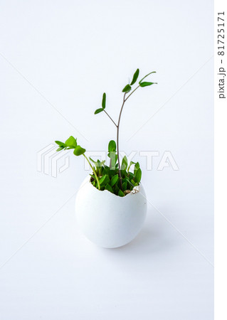 Fresh micro greens. Microgreens of arugula and cress grow in white egg shell. Sprouts. Seedlings without plastic. Growing microgreens at home Fresh micro greens. Microgreens of arugula and cress grow in white egg shell. Sprouts. Seedlings without plastic. Growing microgreens at home 81725171