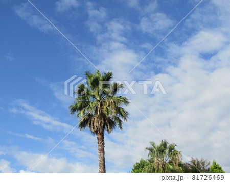 三陽メデアフラワーミュウジアムで撮った青空と白い雲 81726469