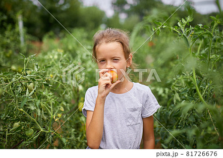 Little kid girl eating and enjoying of delicious harvest of organic red tomatoes 81726676