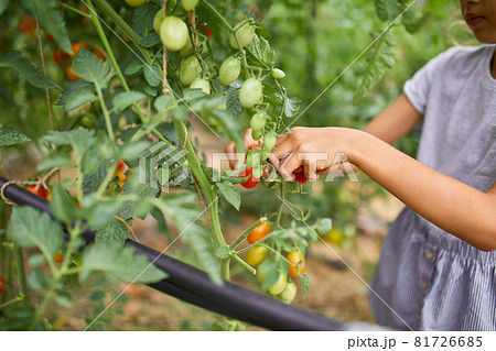 Little kid girl picking, collect harvest of organic red tomatoes at home gardening 81726685