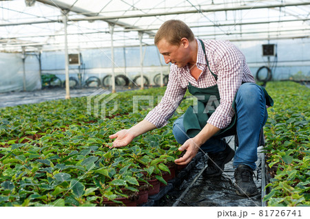 Farmer checking quality of Poinsettia 81726741