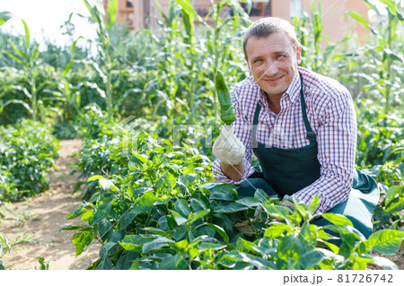 Worker taking care of pepper plants 81726742