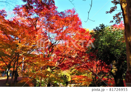 大威徳寺秋の紅葉 大威徳寺秋の紅葉 81726955