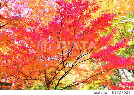 大威徳寺秋の紅葉 大威徳寺秋の紅葉 81727022