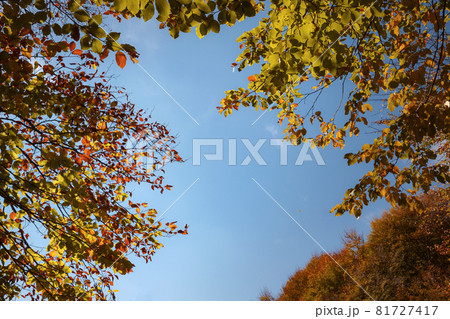 Autumn forest road leaves fall in ground landscape on autumnal background Autumn forest road leaves fall in ground landscape on autumnal background 81727417