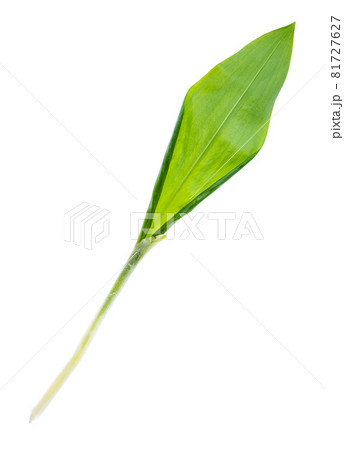 leaf of fresh wild leek (ramson) cutout on white background 81727627