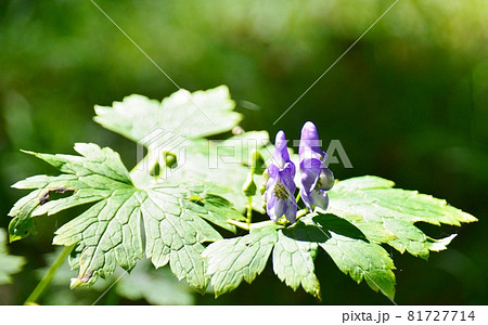 ヤマトリカブトの青紫色の花の写真素材