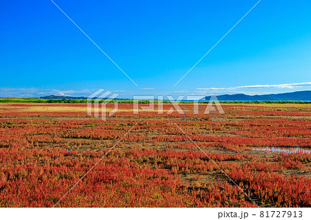 網走市卯原内 能取湖のサンゴ草群落 網走市卯原内 能取湖のサンゴ草群落 81727913