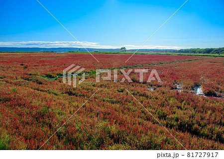 網走市卯原内　能取湖のサンゴ草群落 81727917