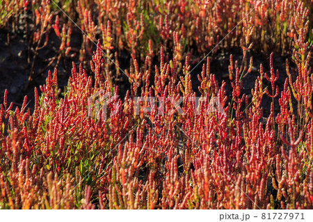 網走市卯原内　能取湖のサンゴ草群落 81727971