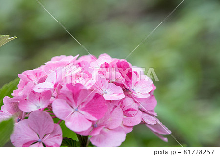 初夏の紫陽花　千葉県成田市　日本 81728257