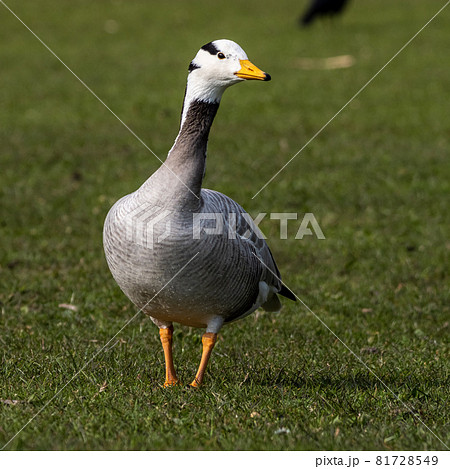 The bar-headed goose, Anser indicus seen in English Garden in Munich The bar-headed goose, Anser indicus seen in English Garden in Munich 81728549