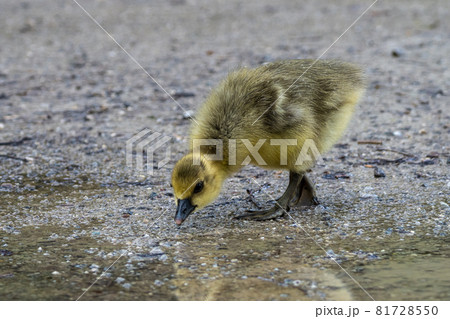 Beautiful yellow fluffy greylag goose baby gosling in spring, Anser anser 81728550