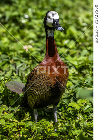 White-faced whistling duck, Dendrocygna viduata. Birds watching 81728560