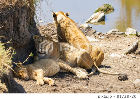 水辺の日陰で寛ぐ野生ライオンの親子　ひき（ケニア、マサイマラ国立保護区） 81728720