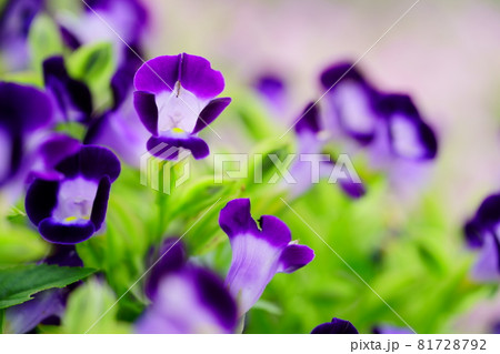 マクロレンズで花壇のトレニア 81728792