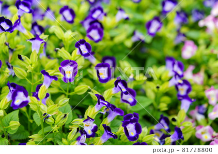 マクロレンズで花壇のトレニア 81728800
