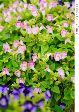 綺麗なトレニアの花壇の写真素材 綺麗なトレニアの花壇の写真素材