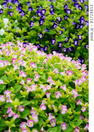 綺麗なトレニアの花壇の写真素材 綺麗なトレニアの花壇の写真素材