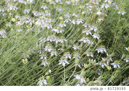 white colored black cumin flower on tree in firm for harvest 81729193