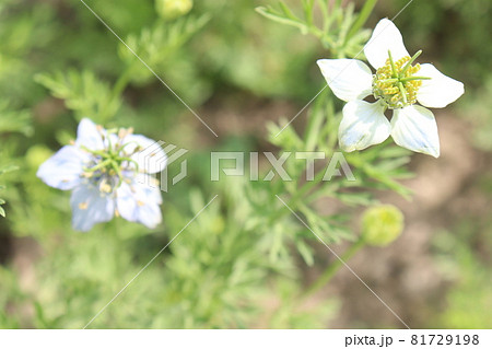 white colored black cumin flower on tree in firm for harvest white colored black cumin flower on tree in firm for harvest 81729198