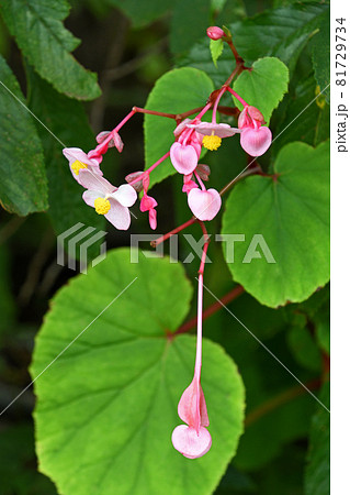 シュウカイドウ（秋海棠） 81729734