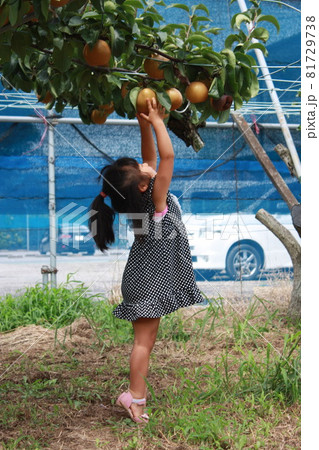 梨狩り 81729738