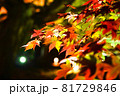 寄りで撮った紅葉 81729846