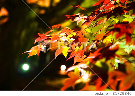 寄りで撮った紅葉 寄りで撮った紅葉 81729846