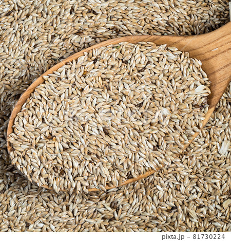 top view of unhulled scagliola canary seeds in wood spoon closeup top view of unhulled scagliola canary seeds in wood spoon closeup 81730224