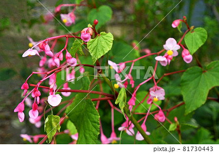 シュウカイドウ(秋海棠) シュウカイドウ(秋海棠) 81730443