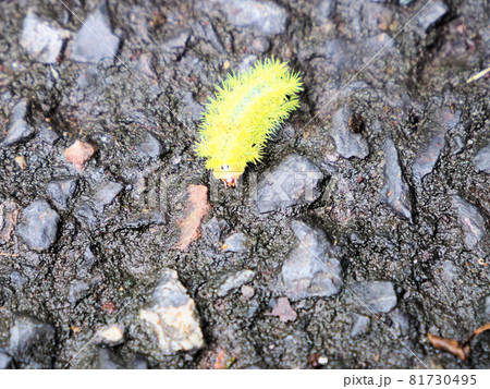 悠久の森にいたイラガの幼虫 毛虫 鹿児島県曽於市財部町南俣の写真素材