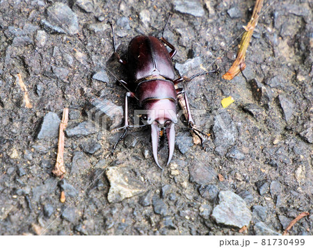 悠久の森にいたクワガタ　鹿児島県曽於市財部町南俣 81730499