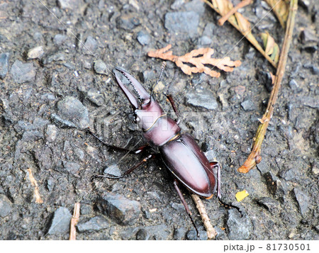 悠久の森にいたクワガタ　鹿児島県曽於市財部町南俣 81730501
