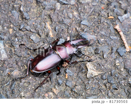 悠久の森にいたクワガタ　鹿児島県曽於市財部町南俣 81730503