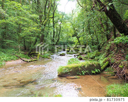 せせらぎの音を聞きながら夏の悠久の森を歩く　鹿児島県曽於市財部町南俣 81730975