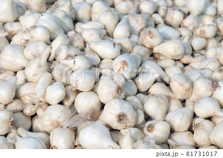 healthy and spicy garlic stock on shop for sell healthy and spicy garlic stock on shop for sell 81731017