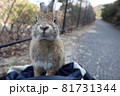 大久野島のウサギさん 81731344
