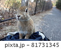 大久野島のウサギさん 81731345