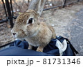 大久野島のウサギさん 81731346