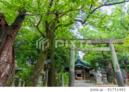 闇之森八幡社、くらがりの森に佇む〈愛知県名古屋市〉 81731462